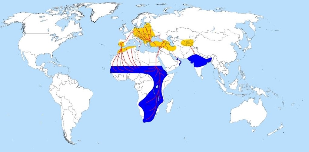 Rasprostranjenost i migracije bijelih roda