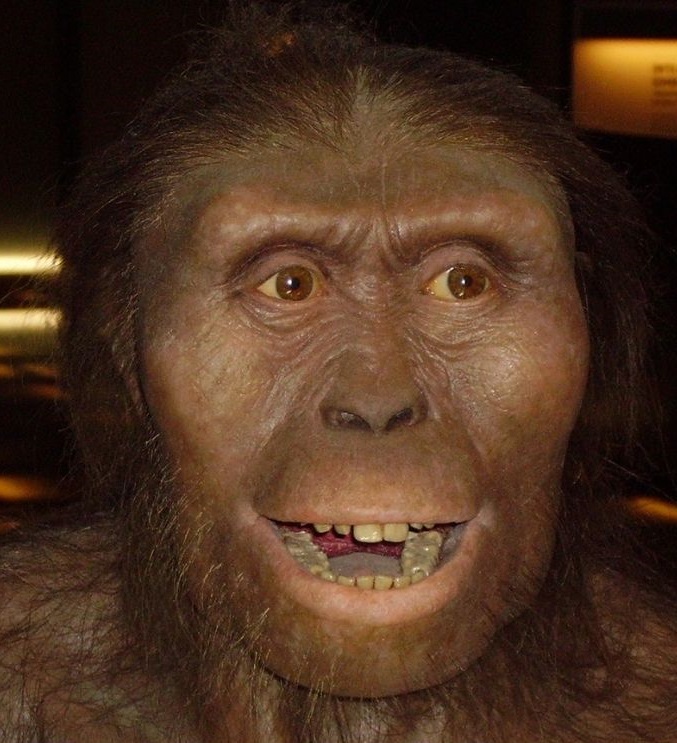 Australopithecus afarensis Lucy