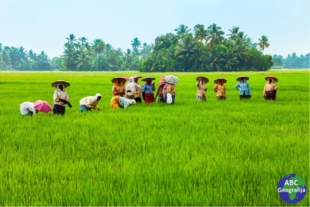 Polje riže u Indiji