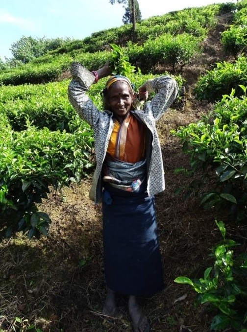 Beračica čaja na plantaži u Šri Lanki autor fotografije Marijan Biruš