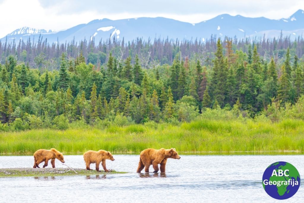 Medvjedi u Nacionalnom parku Katmai, Aljaska (SAD)