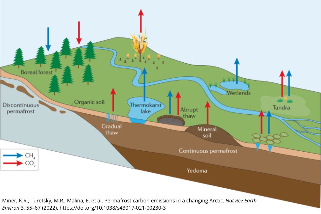 Dinamika toka ugljika u permafrost krajolicima