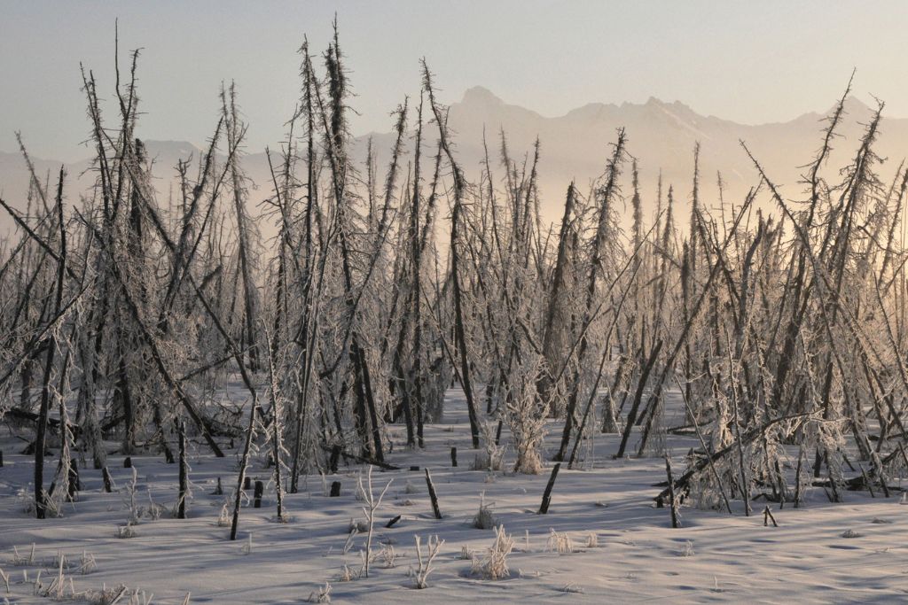 "Pijana" šuma na tajgi (Aljaska)