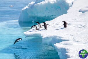 pingvini skaču u more